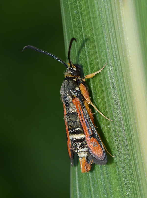 Il mio primo Sesiidae: Pyropteron (Pyropteron) chrysidiforme